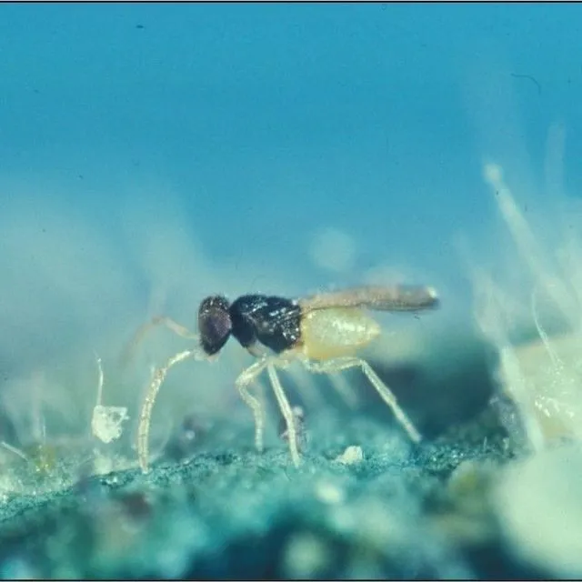 thumbnail for publication: Encarsia Wasp, a Silverleaf Whitefly Parasitoid (suggested) Encarsia formosa Gahan (Insecta: Hymenoptera: Aphelinidae)